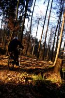 Wintersonne
Dateiname: 28_12_2008_14-22-26.JPG