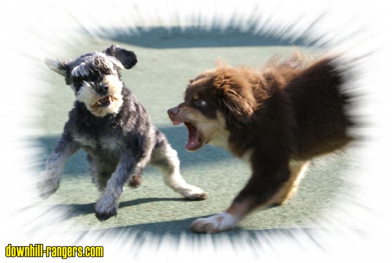 benji_und_falco_Medium_