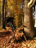 Hometrail im Herbst
Dateiname: 26_10_2008_15-08-09.JPG