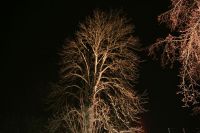 Mein Freund der Baum
Dateiname: Baum_resample.jpg
