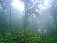 Urwald???
Dateiname: DSC00714.JPG
