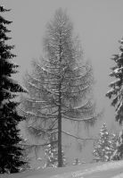 Baum im Nebel
Dateiname: DSCF9311.jpg
