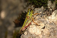 Kleines ganz gro� (2)
Dateiname: DSC_0164.JPG