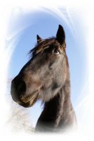 REAL HORSEPOWER
Dateiname: Pferdi_Medium_.jpg