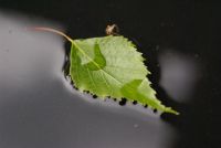 Blatt
Dateiname: bLATT.JPG