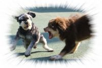 Dogs Playing
Dateiname: benji_und_falco_Medium_.jpg