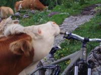 Bike Inspektion
Dateiname: kuh1.JPG
