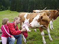 kuh fri�t kind
Dateiname: P7131666.JPG