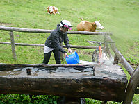 Bike Wash
Dateiname: 190-Sandra-Radl-Waschen-Kuh.jpg