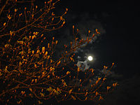 Der Fr�hling kommt
Dateiname: DSC_0011.jpg