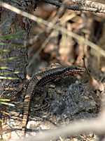 Eidechse
Dateiname: DSC_00492.jpg