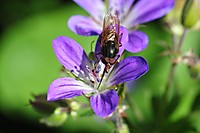 Kleines ganz gro� (1)
Dateiname: GOR_0926.JPG