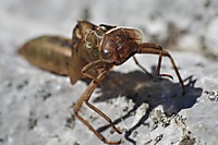 Kleines ganz gro� (3)
Dateiname: GOR_1743.JPG
