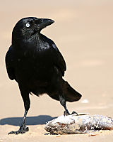 Futter
Dateiname: IMG_4552.jpg