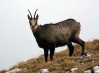 Scheisser im Nebel
Dateiname: gams_klein.jpg