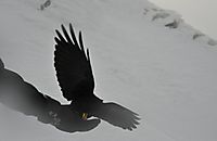 Frecher Vogel
Dateiname: DSC_3890_klein.jpg