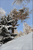 Baum im Winter
Dateiname: DSC_5001.jpg